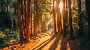 Chemin sinueux sous lumière divine